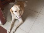Labrador Dog