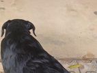 Labro Male Black Crossing