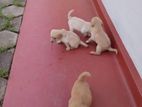 Labrador Mixed Puppies