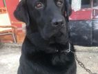 Black Labrador