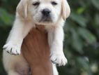Labrodar Puppies