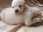Labrador Puppies