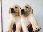 Labrador Puppies