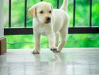 Labrador Puppies