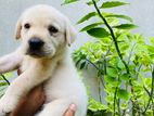 Labrador Puppies