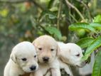 Labrodo puppy