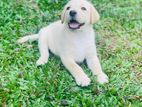Labrodo puppy