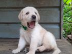 Labrador Puppy
