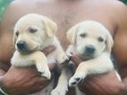 Labrador Puppies