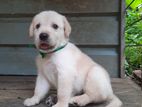 Labrador Puppy