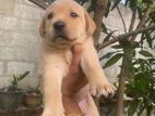 Labrador Puppy