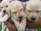Labrodar Puppies