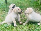 Labrador Puppies