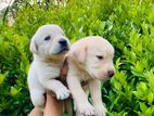 Labrador Puppies