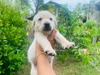 Labrador Puppy