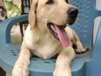 Labrador Puppy