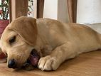 Labrodo Puppy