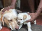 Labrador Puppy