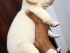 Labrador Crossing Female Dog