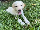 Labrodor Male Puppy (45 Days)