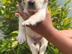 LABRODOR puppies