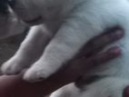 Labrodor Puppies