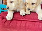 Labrador Puppies