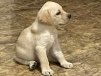 Labrador Puppies