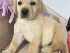 Labrador Puppies