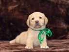 Labrodor Puppy (male)