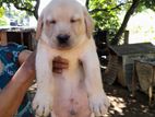 Labrodor Retriever Puppies