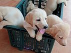 Labrodor Retriever Puppies