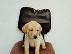 Labrodor Retriever Puppies