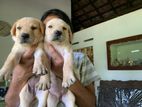 Labrodor Retriever Puppies