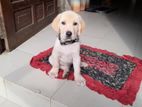 Labrador Retriever Puppies