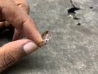 Ladies Rings