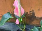 Lady Jane Anthurium Plants