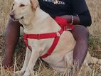 Labrador Dog