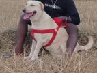 Labrador Dog