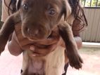 Labrador Puppies