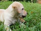 Labrador Puppies