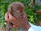 Labrador Puppies