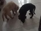 Puppies for Kind Home