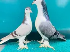 Pigeons