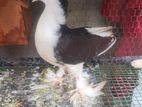 Lahore Pigeon