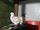 Lahore Pigeons