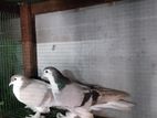 Lahore Pigeons