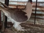 Lahore pigeon