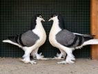 lahore pigeons