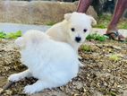 Lion Pomeranian Puppies